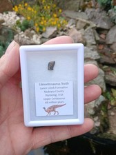 Edmontosaurus Dinosaur tooth Fossil Dino ~ 100% Genuine ~ Display Case ~