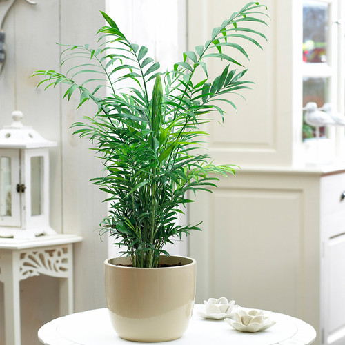 Chamaedorea elegans palm - chamaedorea,