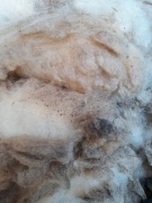 Ryeland unwashed raw sheep fleece wool spinning Crimp crafts 800g