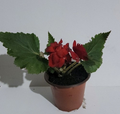 Begonia potted flowering - begonia,