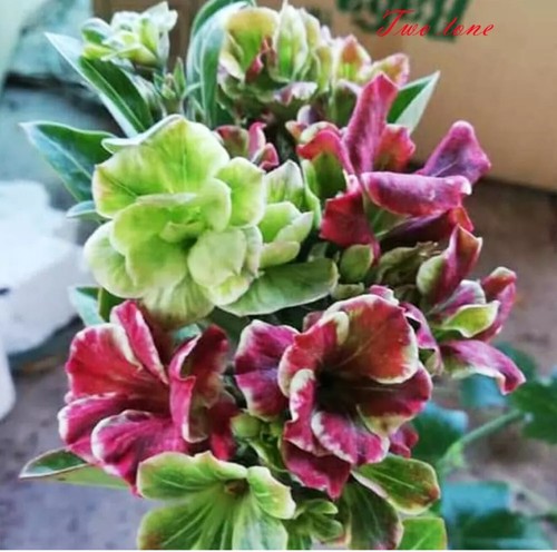 Two tone desert rose - desert,