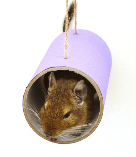 Purple chewchewbs pet cage - chewchewbs,