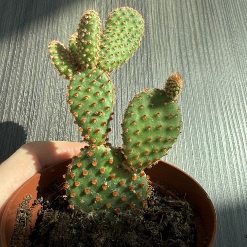 Opuntia microdasys - (rufida),