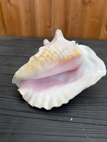 Large conch shell - conch,