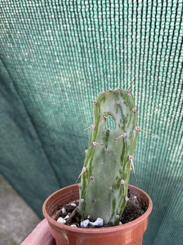 Prickly pear hole - pear, leaf