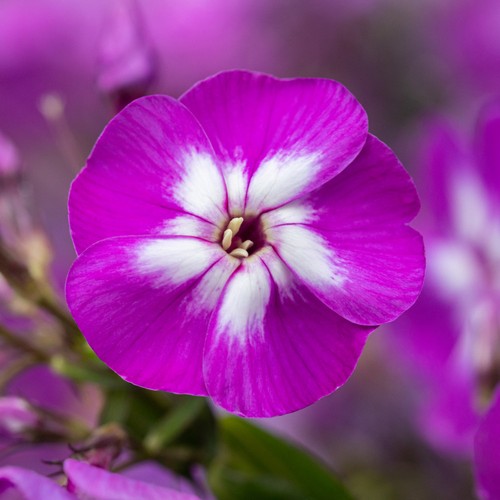 Garden phlox laura - phlox,