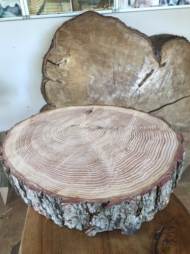 Rustic log slice - 12", slice,