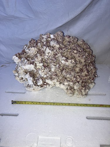 Rr4 large piece real reef - piece,
