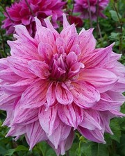 Maki Pink Dinnerplate Dahlia -