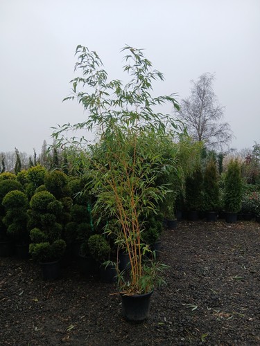 Vivax giant chinese timber - chinese,