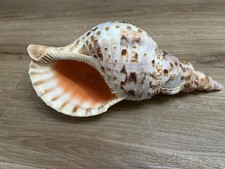 Large Triton  Seashell Charonia Tritons Trumpet 11 Inches
