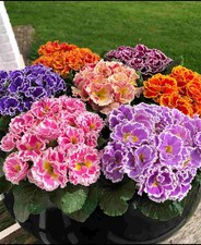 Primula Flamenco Winter Bedding Mix - 12 Young Plants