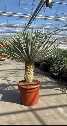 Yucca rostrata blue - yucca,