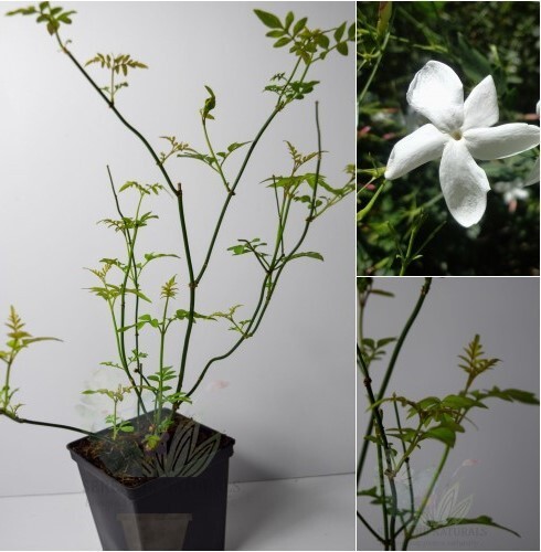 Common white jasmine jasminum - white, jasmine(jasminum