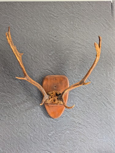 Fallow deer antlers - fallow,