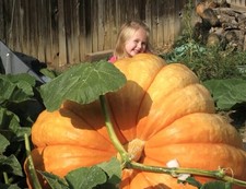 15 x Squash Pumpkin Giant