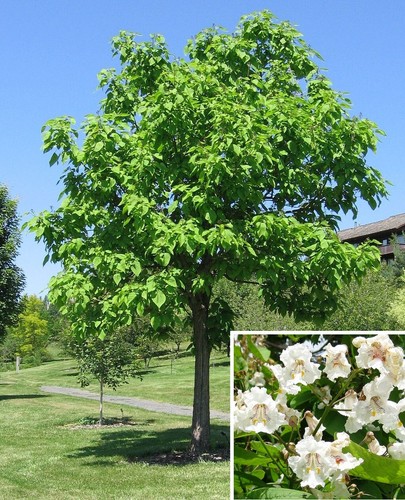 Northern catalpa shade - catalpa, tree