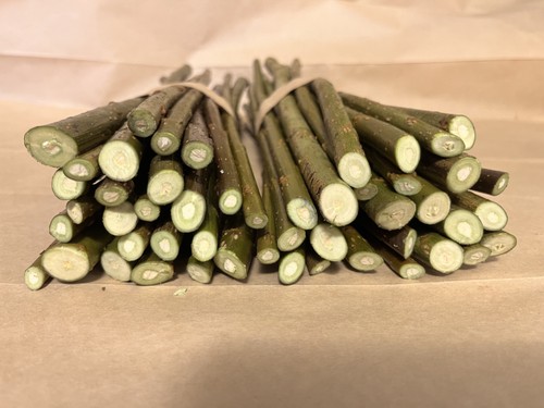 Willow cuttings salix - 50,