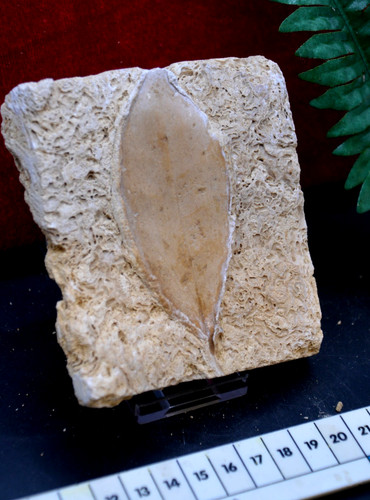 Amazing rare fossil - amazing, &