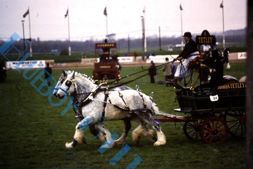 Tetley ales horse drawn dray - tetley's,