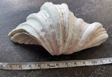 Vintage 12.5cm Bear Claw Clam