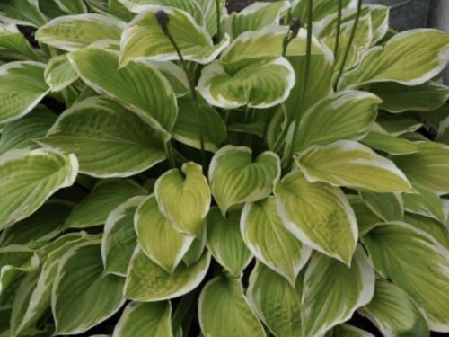 Hosta american dream - hosta,