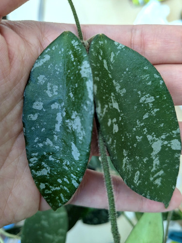 Hoya phuwuaensis fresh - phuwuaensis,,
