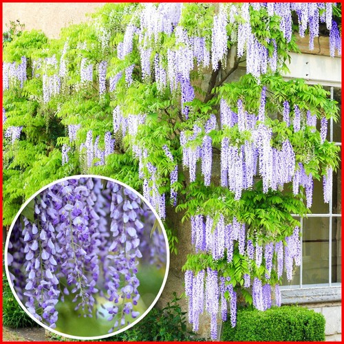 Wisteria plant amethyst falls - plant,