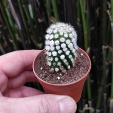 Cactus mammillaria gracillis Albata Arizona snowcap cacti in 5cm pot