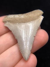 SILVER  NC Great White Shark Tooth Fossil Sharks Teeth Fossils Ocean Ancient