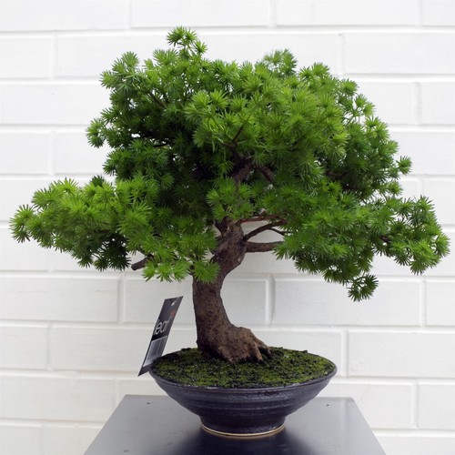 Artificial bonsai tree premium - artificial,
