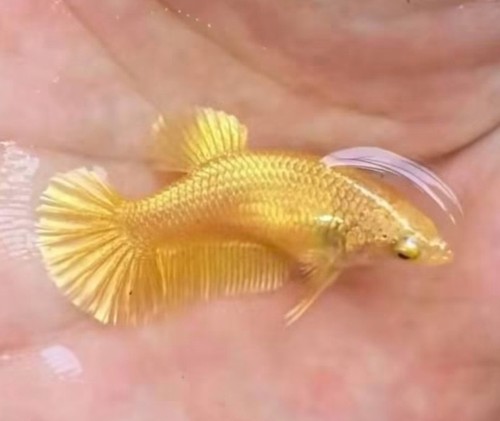 Female betta super gold - -, high