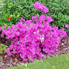 Azalea Japonica Violetta -