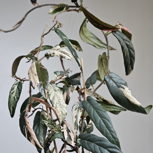 Ficus sagittata variegated one - variegated,