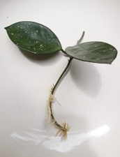 Hoya carnosa (Wax plant) Hoya Plant , Rooted Cutting