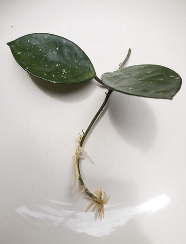 Hoya carnosa - plant),