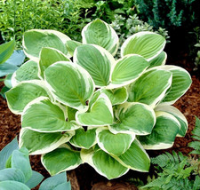3 Hosta Diana Remembered Shady