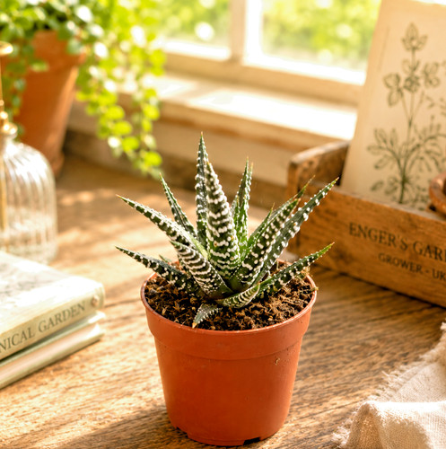 Haworthia zebrina zebra - haworthia,