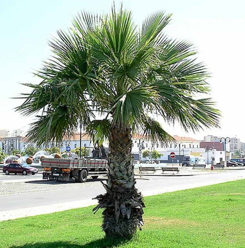 Washingtonia robusta 25 - robusta,