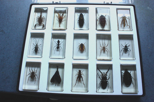 Preserved insects resin - insects, in
