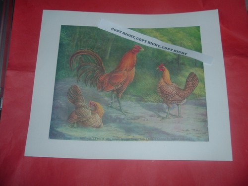 Old english game fowl - english,