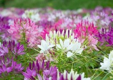 CLEOME SPIDER PLANT 1.5GM ~