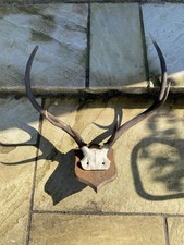 Vintage Set Of Mounted Red