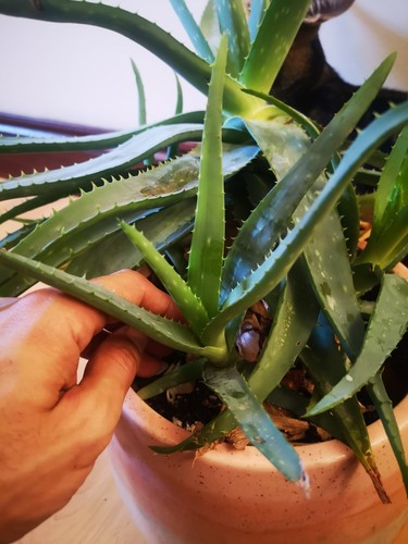 Aloe vera barbadensis - aloe,