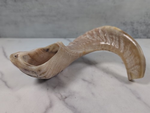 Polished authentic ram - polished, 8"