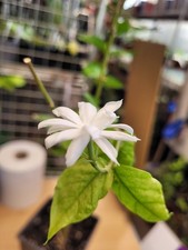 SAMBAC BELLE OF INDIA ,MADHAN