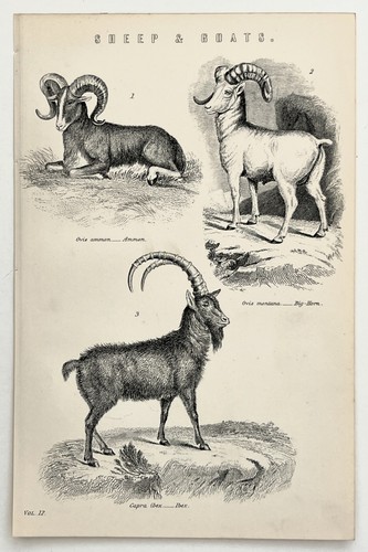 Ibex big horn - sheep-argali,