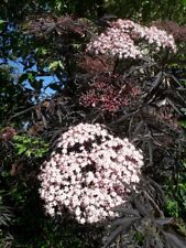 XLg 5lit Sambucus Nigra BLACK LACE Shrub Tree Black Leaves Elderberry Berries
