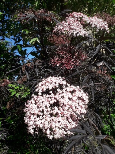 3lit sambucus nigra black - 3lit,