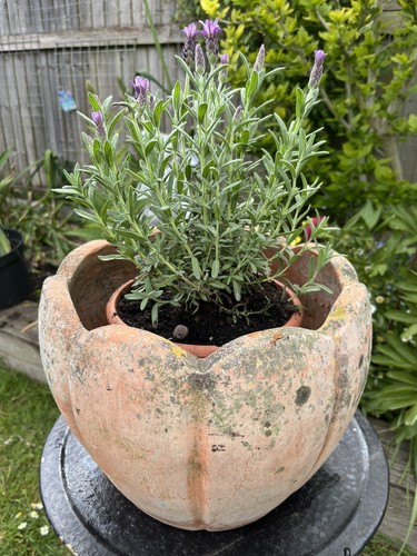 Vintage patio jardiniere pot - patio,